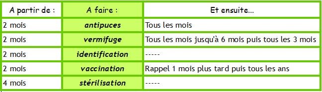 Un nouveau chaton à la maison?