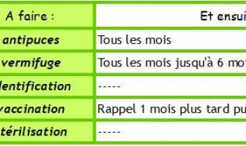 Un nouveau chaton à la maison?