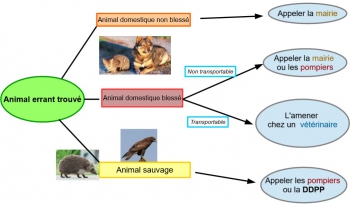 Vous avez trouvé un animal errant ? 